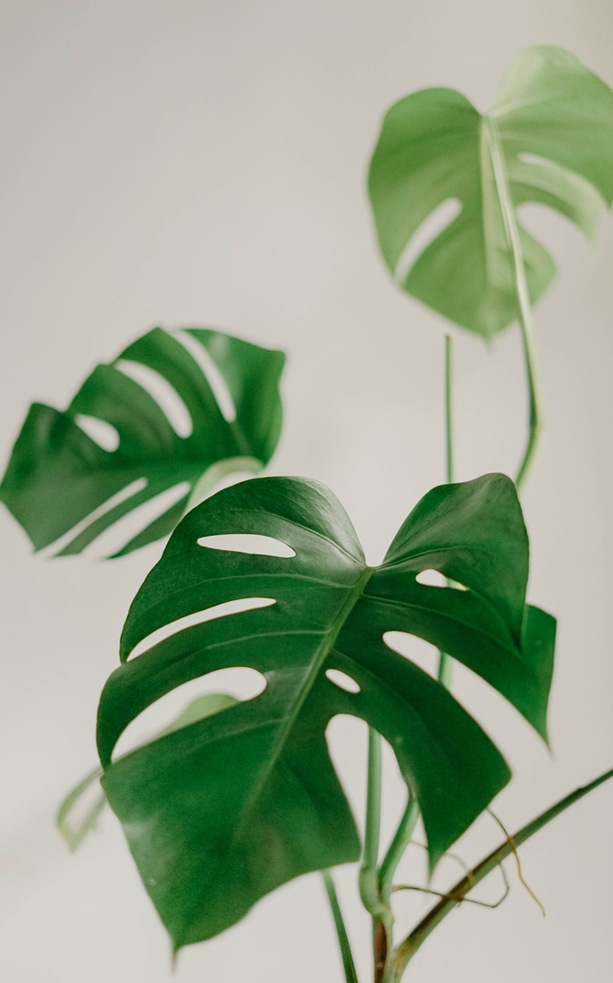 Monstera Plant 